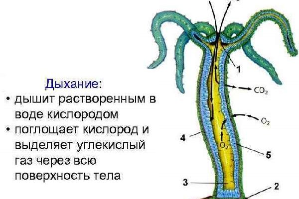 Kraken 16 at сайт